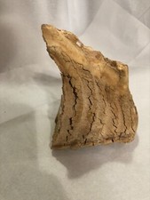 Mastodon molar tooth for sale  Grants Pass
