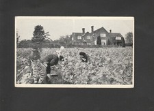 Hambledon vineyard harvest for sale  PETWORTH