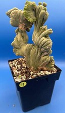 Crested monstrose phallus for sale  Jacksonville