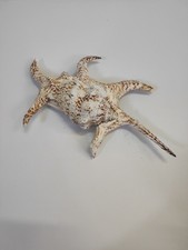 Conchiglia lambis scorpius usato  Rimini