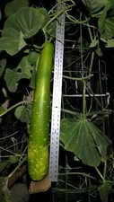 Giant star gourd for sale  Bedford