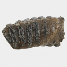 Fossil antiquus molar gebraucht kaufen  Lorsch