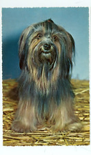 chiots yorkshire d'occasion chiots yorkshire d'occasion Expédié en Belgium