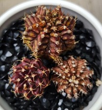large specimen cactus for sale large specimen cactus for sale Indianapolis