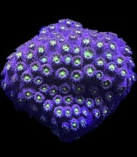 Live coral cyphastrea for sale  Tampa