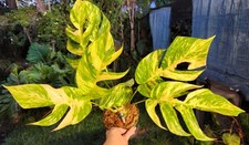 Epipremnum pinnatum aura for sale  Hollywood