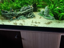 Aquarium complet meuble d'occasion  Ottmarsheim