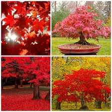 Semillas acer rubrum usato  Nizza di Sicilia