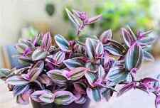 Pink tradescantia nanouk for sale  GLASGOW
