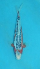 9.5 shusui koi for sale  USA