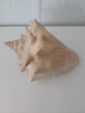 Riesige muschel meermuschel gebraucht kaufen  Berlin