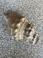 Grande conchiglia madreperla usato  Montecatini Terme