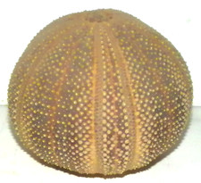 Sea urchin natural for sale  Goleta