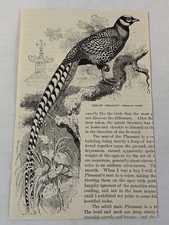 reeves pheasant for sale reeves pheasant for sale Wilmington