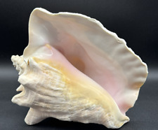 Beautiful queen conch for sale  Arlington