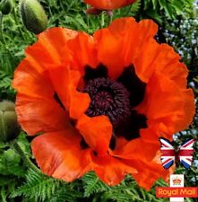 Oriental poppy 100 for sale  UK