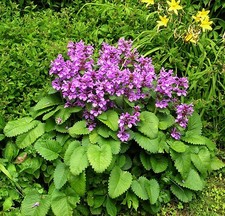Pflanzen rosenziest stachys gebraucht kaufen  Radevormwald
