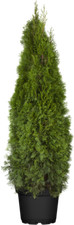 Thuja ccidentalis smaragd gebraucht kaufen  Westerstede