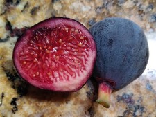 Guajome fig tree for sale  Oceanside