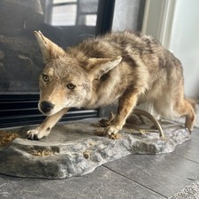 Taxidermy for sale  Flat Rock