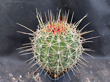 Ferocactus alamosanus giardino usato  Massafra