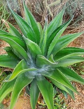 Agave pseudoferox 1 for sale  Lincolnton