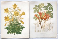 Lot planches dictionnaire d'occasion  Cugnaux