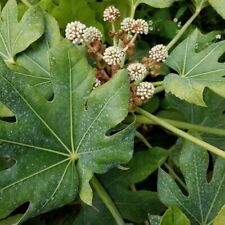 Graines fatsia japonica d'occasion  Sabres