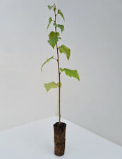 Silver birch trees for sale  INVERNESS