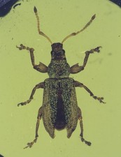 Rare enock antique d'occasion  Expédié en Belgium