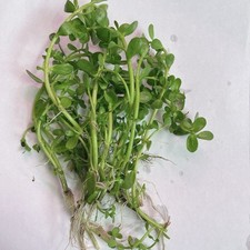 Stems bacopa live for sale  Long Beach