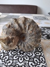 Ceratites sublaevlgtus fossili gebraucht kaufen  Xanten