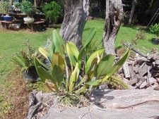 Tag cattleya hybrid for sale  Arcadia