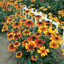 Radiant rudbeckia gloriosa for sale  WELSHPOOL