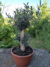 Ulivo bonsai vaso usato  Giarre