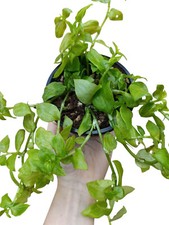 Tradescantia fluminensis aurea usato  Siracusa