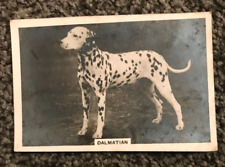 Dalmatian senior service for sale  SITTINGBOURNE