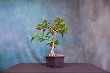 Sundown orange bougainvillea for sale  North Fort Myers