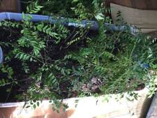 curry koenigii plant murraya for sale curry koenigii plant murraya for sale Laurel