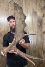 Dark perfect moose for sale  Port Matilda
