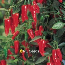 100 genuine apache for sale  NORTH SHIELDS
