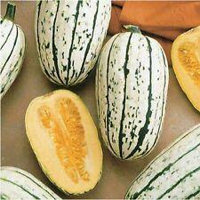 Delicata squash seeds for sale  Tarpon Springs