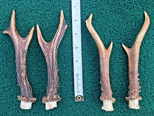 Scottish roe deer for sale  LINLITHGOW