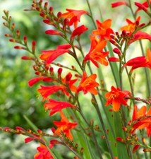 Easy grow crocosmia for sale  San Francisco