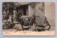 Pulque donkeys antique for sale  USA