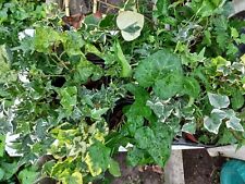Efeu hedera helix gebraucht kaufen  Apen