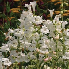 penstemon for sale  LINCOLN