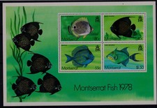 blue tang fish for sale  READING