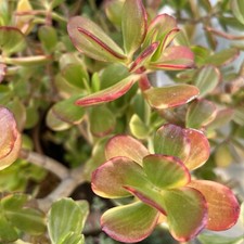 Rainbow jade plant for sale  Van Nuys