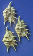 Lambis conch spider for sale  KESWICK
